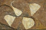 Eleven Fossil Ginkgo Leaves From North Dakota - Paleocene #262661-1